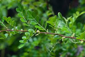 Image result for Zanthoxylum