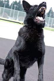 Maybe you would like to learn more about one of these? 49 German Shepherd Dogs Ideas In 2021 German Shepherd Dogs German Shepherd Shepherd