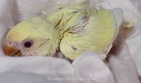 Baby Creamino Colored Peach Faced Lovebird Love Birds Bird Animals