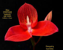 Image result for Disa cryptantha