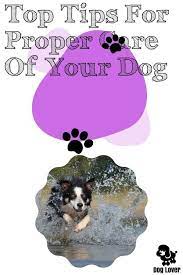Doing The Best You Can For Your Dog Your Dog Pet Care Dogs Dogs