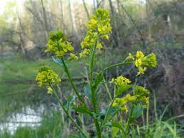 We did not find results for: Yellow Rocket Pictures Flowers Leaves Identification Barbarea Vulgaris