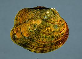 Image result for Bothriocline muschleriana