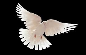 A Dove Came To Me Had No Fear It Rested On My Arm I Touched Its Calm Envied Its Love But Needed Nothing It Had Holy Spirit Dove Bird Pet Birds