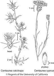 Centaurea Cyanus