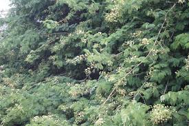 Image result for Acacia brevispica