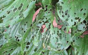 They like to shelter under pots, boards, logs, and inside ice plant and other ground covers. Leaf Holes Can Be The Result Of Slugs Jamestown Sun