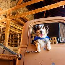 If you are planning to attend our shelton shelton tractor supply clinic, we are located at 12001 us hwy 101 n. Petvet Clinic Tractor Supply Co