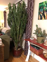 Hi everyone, in this video i share with you how to propagate large cactus cuttings. Advice On Cactus Repotting Cactus