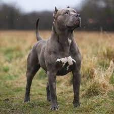 mi piace 1 219 commenti 7 pit bulls lovers pitbullslovers04 su instagram follow pitbullslovers04 for more kopek turleri pitbull buyuk kopekler
