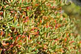 Image result for Sesuvium portulacastrum