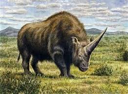 Elasmotherium Extinct Animals Prehistoric Animals Rhino Species