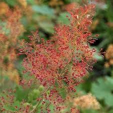 Image result for Macleaya