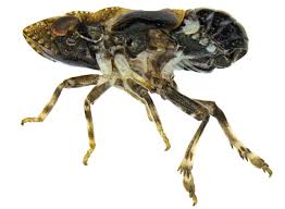 Image result for Empogona sp. A