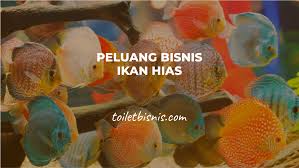 Maybe you would like to learn more about one of these? Peluang Bisnis Ikan Hias Yang Menguntungkan Dan Cara Budidayanya