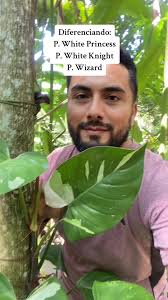 White Wizard Philodendron Brown Leaves