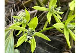 Image result for Celosia pandurata