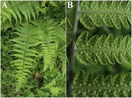 Image result for Ampelopteris