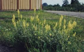 Image result for Resedaceae