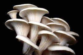 Image result for Pachylobus edulis