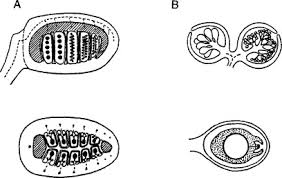 Image result for Salviniaceae