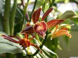 Image result for Phaius occidentalis