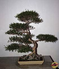 Bonzai Penjing Snow Rose Serissa Japonica Rubiaceae Donor Wu Yee Sun Of Hong Kong 50 Years Old C20091124 061 Snow Rose Bonsai Tree Bonsai
