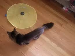 See full list on thesprucepets.com How Long Does It Take For A Cat S Hair To Grow Back Quora