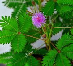 Sensitive Plant Seeds Organic Mimosa Pudica Shame Shy Plant Touch Me Not House Plant Ground Cover 20 Seeds In 2021 House Plants Plants Sensitive Plant