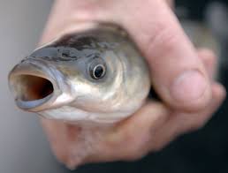 Search over 700 conservation fishing areas. The Fish Never Stop Biting At The Meer Use Your Central Park Bike Rental And Park Freebies Bike Rental Central Park