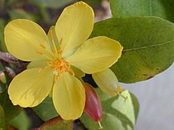 Image result for Ochna richardsiae