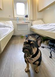 Access to 1000's of holidays & rentals where pets are welcome. Dfds Dog Friendly Ferry Cabins Dog Friendly Travel