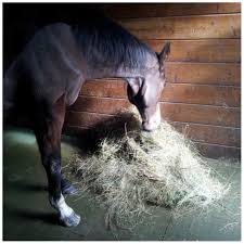 Abri 3x3m en clins de 40mm. Dalles Amortissantes Pour Chevaux Systeme Drainant Nettoyage Facile