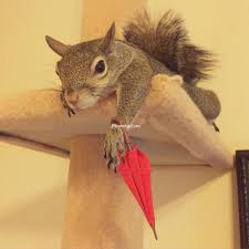 صور هذا السنجاب تنافس المشاهير على إنستقرام Squirrel Cute Animal Pictures Cute Animals