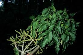 Image result for Cussonia