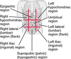 Epigastric Region Medical Dictionary Medical Mnemonics Medical