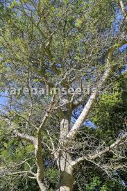 Image result for Faidherbia albida