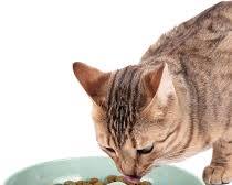 cat eating from a bowl of highquality foodの画像