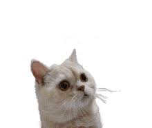 Thumbsup Cat Gifs Tenor The very best crying cat memes. thumbsup cat gifs tenor