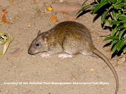 I used to catch about 5 or 6 mice per year at the entrance to the crawl space. Norway Rats