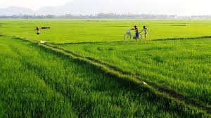 Mekong Delta Travel Guide The Fullest Guide To Mekong Delta Of Vietnam Living Nomads Travel Tips Guides News Information Travel Mekong Delta Country Roads