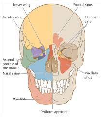 Nasal And Paranasal Sinus Anatomy And Embryology Ento Key