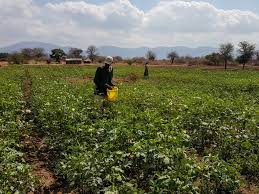 Image result for Grangea zambesiaca