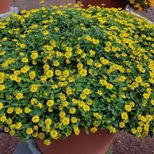 Image result for foto Vitálka