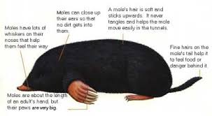 Most moles are territorial, so there might just be one in your yard. Mole Hagerman Fossil Beds National Monument U S National Park Service