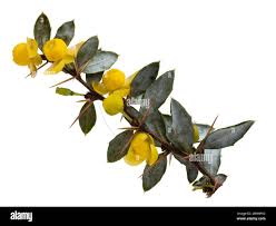 Image result for Berberis verruculosa