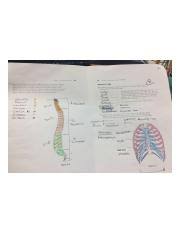 Anatomy & physiology coloring workbook: Image 84 Anatomy Physiology Coloring Workbook Thoracic Cage 18 Complete The Following Statements Referring To The Thoracic Cage By Inserting Your Course Hero