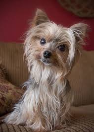 Image result for white yorkshire terrier