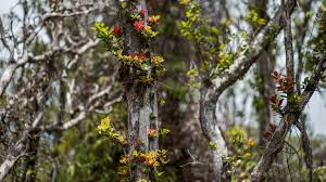 We did not find results for: Rapid Ohia Death Saving Ohia Trees Go Hawaii