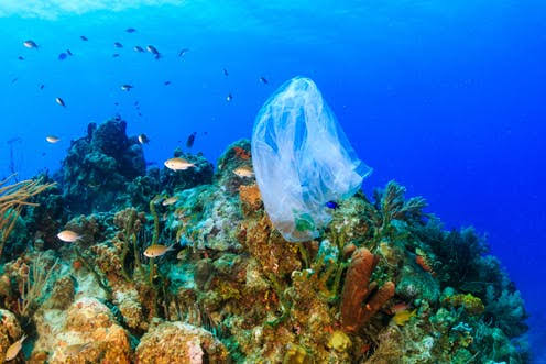 Image result for polythene bag under sea"